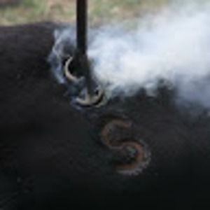 Meet your Posher, Renae